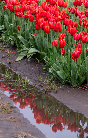 Rows of red tulips are reflected in a mud puddle after a spring rain in Michigan USAの写真素材