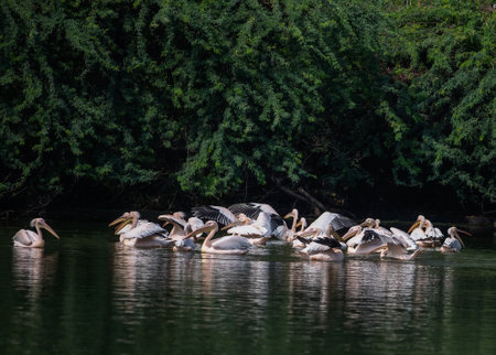 A leader Pink Pelican explaining something to the other fellows of the groupの写真素材