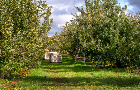 Apple picking is in full mode in this busy Michigan apple orchardの写真素材