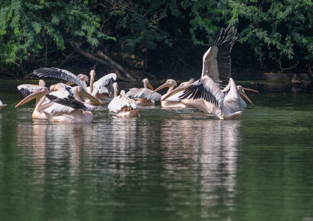 A group of pink pelican enjoying swim in lake waterの写真素材