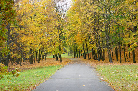 Path leading through a park with many treesの写真素材