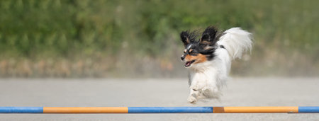 Papillon dog jumps over an agility hurdle on a dog agility course. Sized to fit for cover image on popular social media site.の写真素材