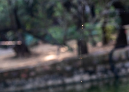 Abstract Spider web with golden particles in sun lightの写真素材