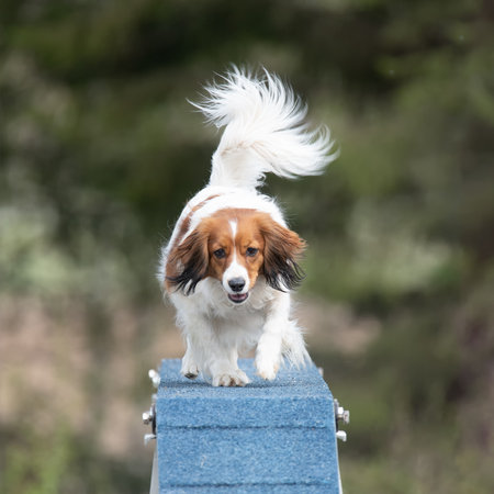 Kooikerhondje dog is running on the boom on a dog agility courseの写真素材