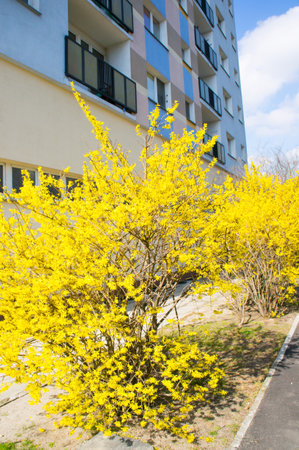 Bush with yellow leaves at a parkの写真素材
