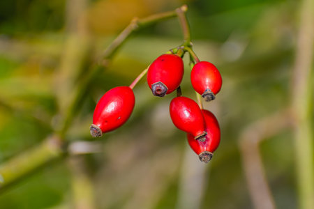 A red rosehips in nature. Rose hip Rosa canina plantの写真素材