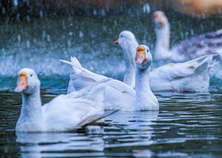 Domestic Goose under a fountain in a lake