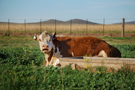 Polled Hereford breed cow with astonished face lying on grass field