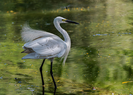 Small Egret in a dancing look in a lake