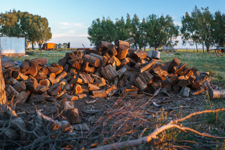 eucalyptus logs cut and stacked in a field for heatingの写真素材