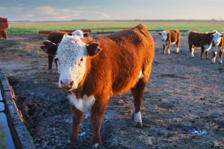 Polled Hereford calves in a trough in an Argentine fieldの写真素材
