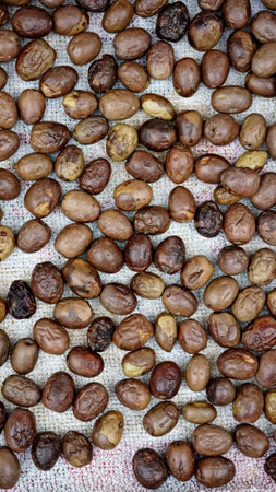 set of olives arranged on absorbent paper in the drying process for later preparation in brine