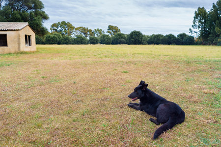 Dog resting in a large garden with grass and treesの写真素材