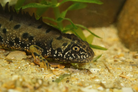 Closeup on an aquatic adult male of the Danube crested newt , Triturus dobrogicus, in the breeding...