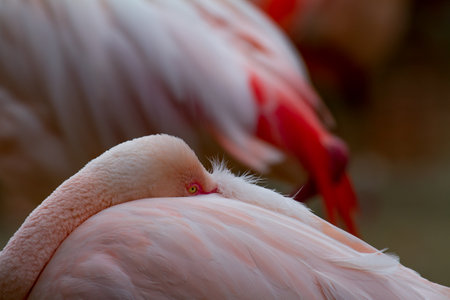 American flamingo (phoenicopterus ruber) rather slleping with its beak hidden in its feathersの写真素材