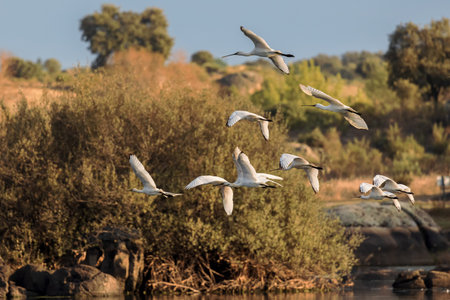Eurasian spoonbill (Platalea leucorodia). Birds in flight.