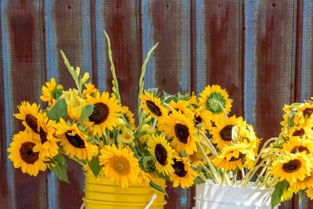 bright yellow sunflowers in buckets of water, are for sale and create a beautiful slit life against a rusty, corrugated metal barnの写真素材