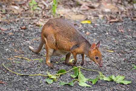 Red legged pademelon with full pouch inspects a leaf in Tropical North Queensland, Australiaの写真素材