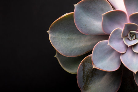 The indoor plant textures detailsの写真素材