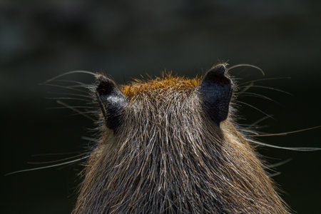 portrait of the back of the head of a capibara with grey and brown hairの写真素材