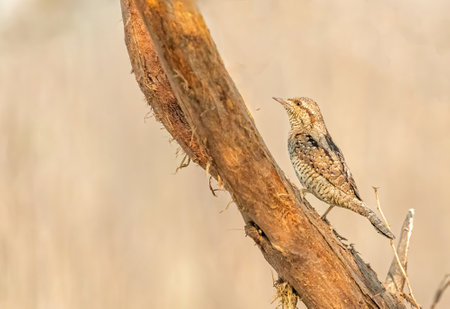 Eurasian Wryneck on a tree and looking up