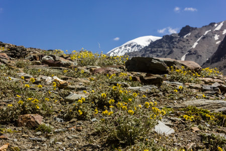 Yellow wildflowers on a green hillside on a trekking trail in the remote Zanskar valley in the Himalayan mountains in north India.の写真素材