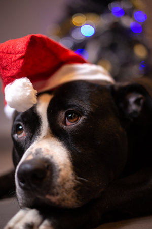 dogs of the american staffordshire terrier breed at christmasの写真素材