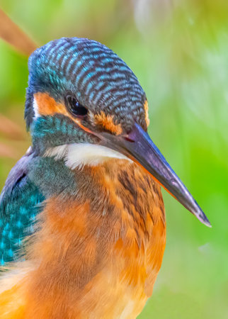 Common Kingfisher a closer look with details of patternの写真素材