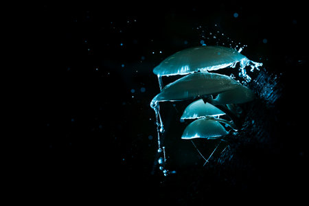 Porcelain mushrooms are found during the fall, usually on dead branches and trunks of beech trees, rarely on oaks. The porcelain fungus is a saprophyte and thus helps to break down dead wood.の写真素材