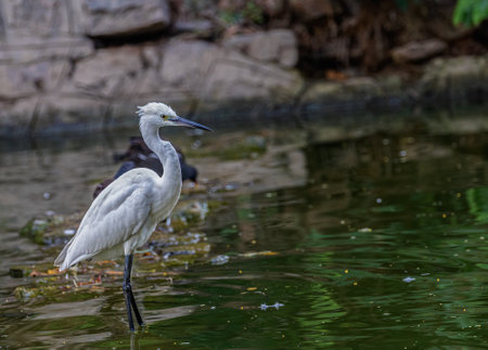 Small Egret in a lake looking for fishの写真素材