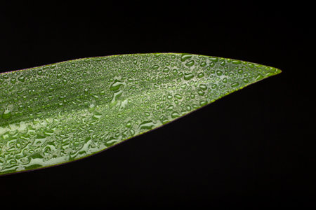 The indoor plant textures details