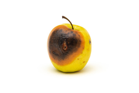 Rotten apple on white background