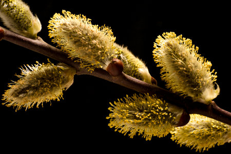flowering pussy willow shoots against a black background