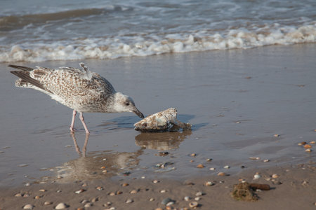 a young seagull struggling with a fish head and eating it on the beachの写真素材