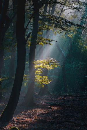 Beautiful sunlight rays pass through the trees and smoke, in the morning of the upcoming autumnの素材 [FY310207495145]