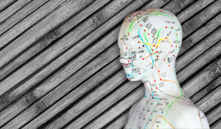 Model dummy with acupuncture meridians.の写真素材