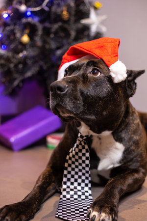 dogs of the american staffordshire terrier breed at christmasの写真素材