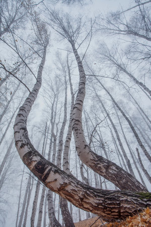 Birch grove in the early autumn morning in the fog. White curved tree trunks and the remains of yellow foliage on the branches.の写真素材