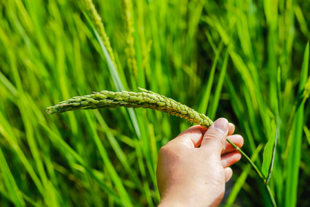 young Paddy rice on fields, rice fields of farmlandの写真素材