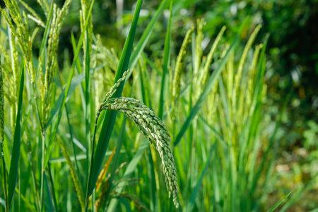 young Paddy rice on fields, rice fields of farmlandの写真素材