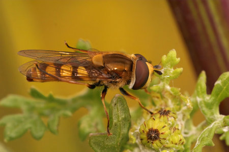 Closeup on the Migrant hoverfly, Eupeodes corollae sitting on top of a plant