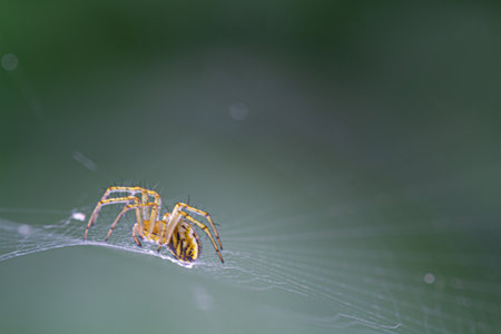 Close-up of a spider in its cobwebの写真素材