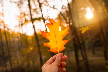 Sunset in an autumn afternoon of a man's hand with a brown leaf, autumn scenery, oak leafの写真素材