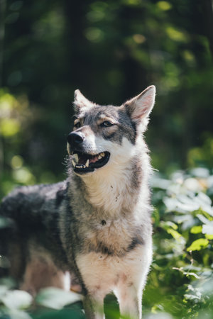adorable happy and healthy saarloos wolfdog in the forest. Wolf in the forest.