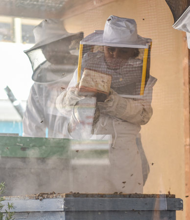 Little girl inside an apiary using the bee smoker. Selective focus. Concept of sustainable...