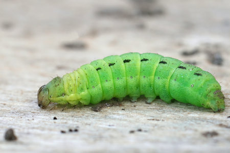 Closeup on a the green caterpillar of the Large yellow underwing moth, Noctua pronuba  in the garden