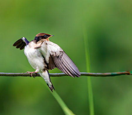 Wire Tail Swallow juvenile in anger and cryingの写真素材