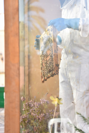 Beekeeper showing a honeycomb full of bees. Selective focus.