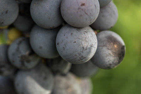 Close-up shot of vibrant coloured blue grapes ready to be harvestedの写真素材