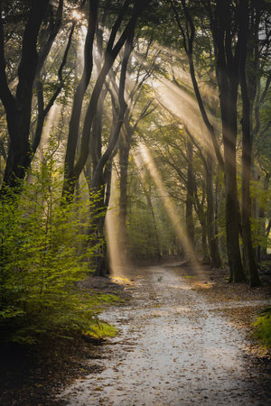 Dirt road through the spring deciduous forest on a foggy morning.の写真素材